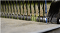 Tejedura césped sintético Producción, para llegar a la realización del césped sintético, Italgreen sigue los siguientes procesos: Extrusión, Torsión, Tejedura (en la foto), revestimiento <a href="/empresa/desde-la-produccion-y-hasta-la-instalacion-tu-manto-de-cesped-sintetico-llave-en-mano">Lee todo</a>
